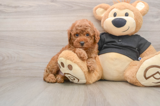 Happy Pooodle Purebred Puppy