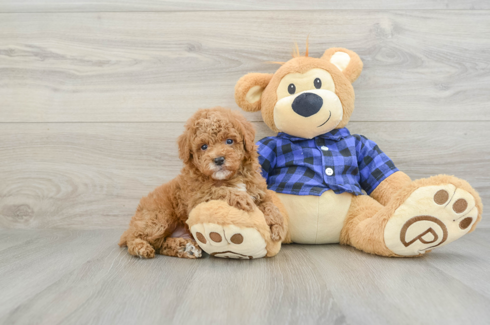 5 week old Poodle Puppy For Sale - Windy City Pups
