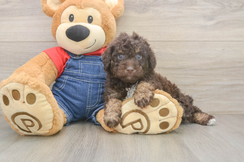 6 week old Poodle Puppy For Sale - Windy City Pups