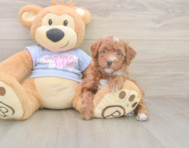 7 week old Poodle Puppy For Sale - Windy City Pups