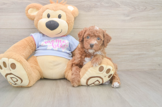 6 week old Poodle Puppy For Sale - Windy City Pups Poodle Puppy for Adoption