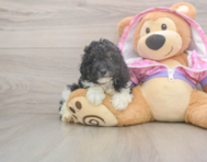 7 week old Poodle Puppy For Sale - Windy City Pups