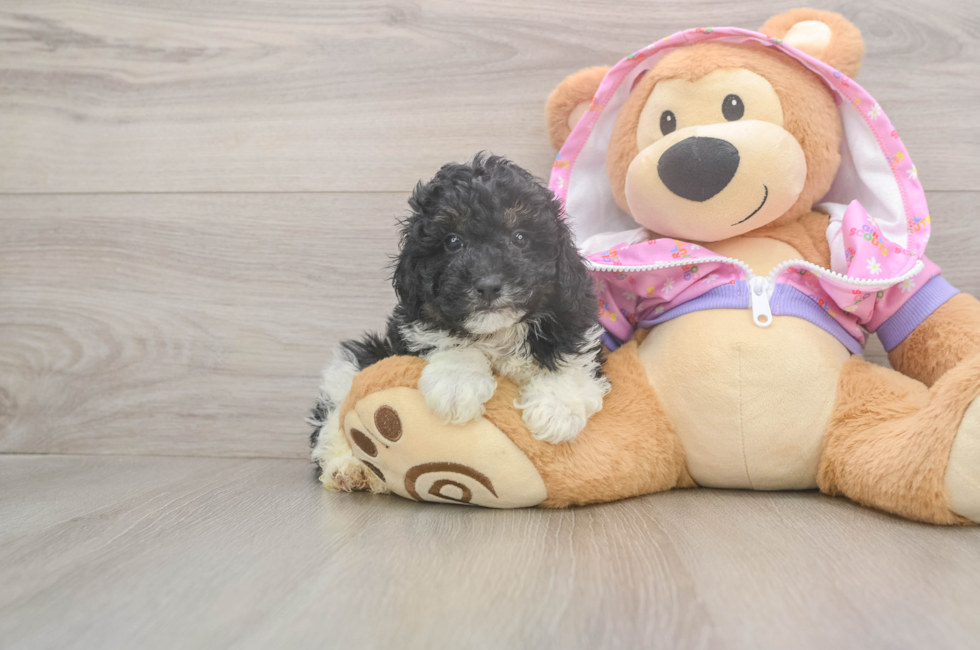 5 week old Poodle Puppy For Sale - Windy City Pups