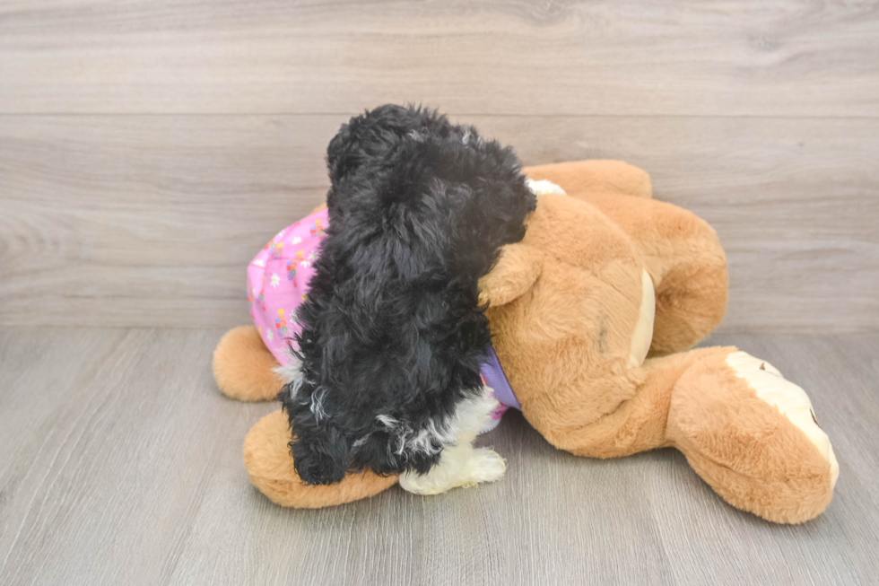 Smart Pooodle Purebred Puppy