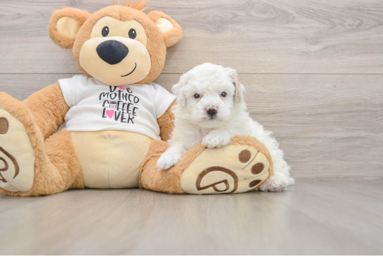 Poodle Puppy for Adoption