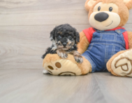 6 week old Poodle Puppy For Sale - Windy City Pups