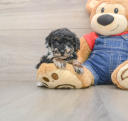 6 week old Poodle Puppy For Sale - Windy City Pups