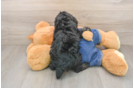 Poodle Pup Being Cute