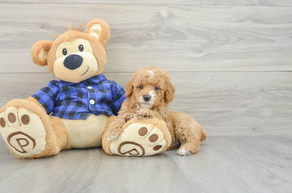 5 week old Poodle Puppy For Sale - Windy City Pups