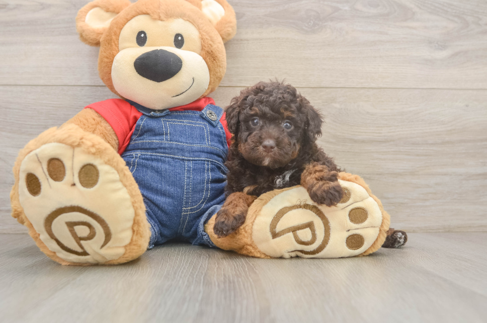 6 week old Poodle Puppy For Sale - Windy City Pups