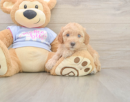 8 week old Poodle Puppy For Sale - Windy City Pups