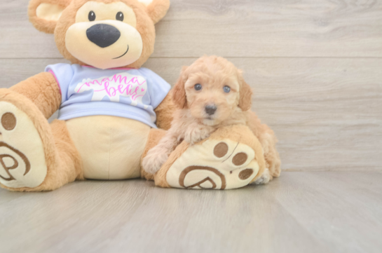6 week old Poodle Puppy For Sale - Windy City Pups Funny Poodle Purebred Pup