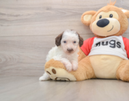 6 week old Poodle Puppy For Sale - Windy City Pups