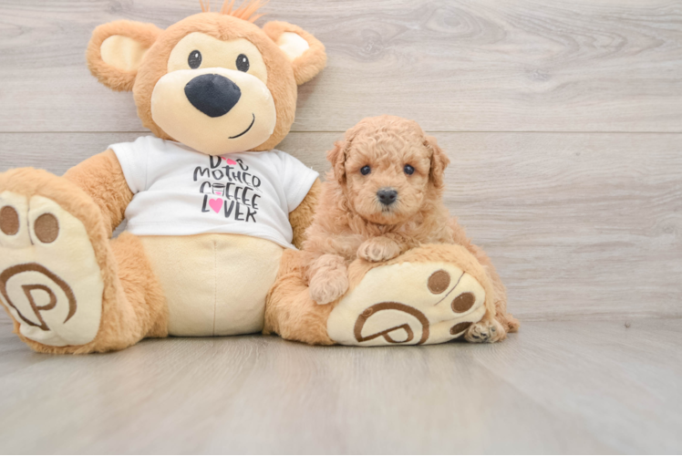 Sweet Pudel Purebred Puppy