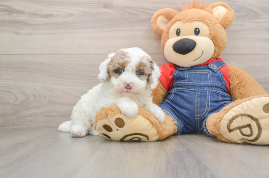 HILTON, a Poodle littermate
