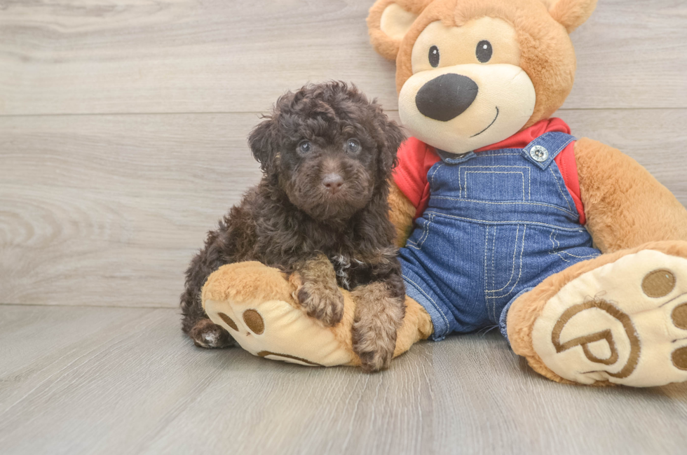 6 week old Poodle Puppy For Sale - Windy City Pups