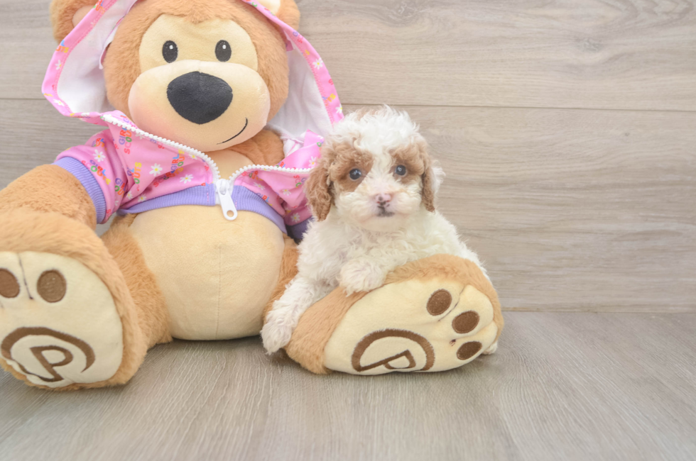 6 week old Poodle Puppy For Sale - Windy City Pups