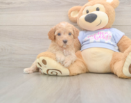 8 week old Poodle Puppy For Sale - Windy City Pups