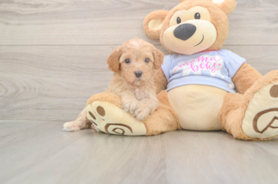 6 week old Poodle Puppy For Sale - Windy City Pups Poodle Pup Being Cute