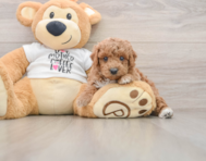 6 week old Poodle Puppy For Sale - Windy City Pups