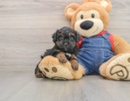 7 week old Poodle Puppy For Sale - Windy City Pups