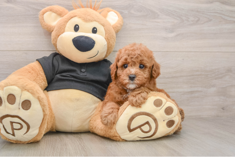 Best Poodle Baby