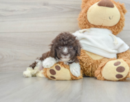 8 week old Poodle Puppy For Sale - Windy City Pups