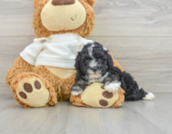 6 week old Poodle Puppy For Sale - Windy City Pups