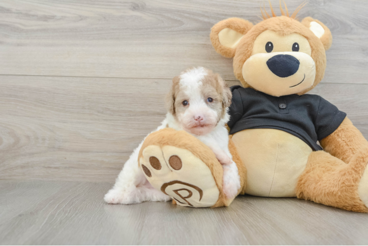 Small Poodle Baby