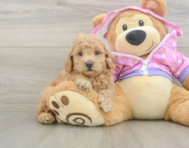 7 week old Poodle Puppy For Sale - Windy City Pups