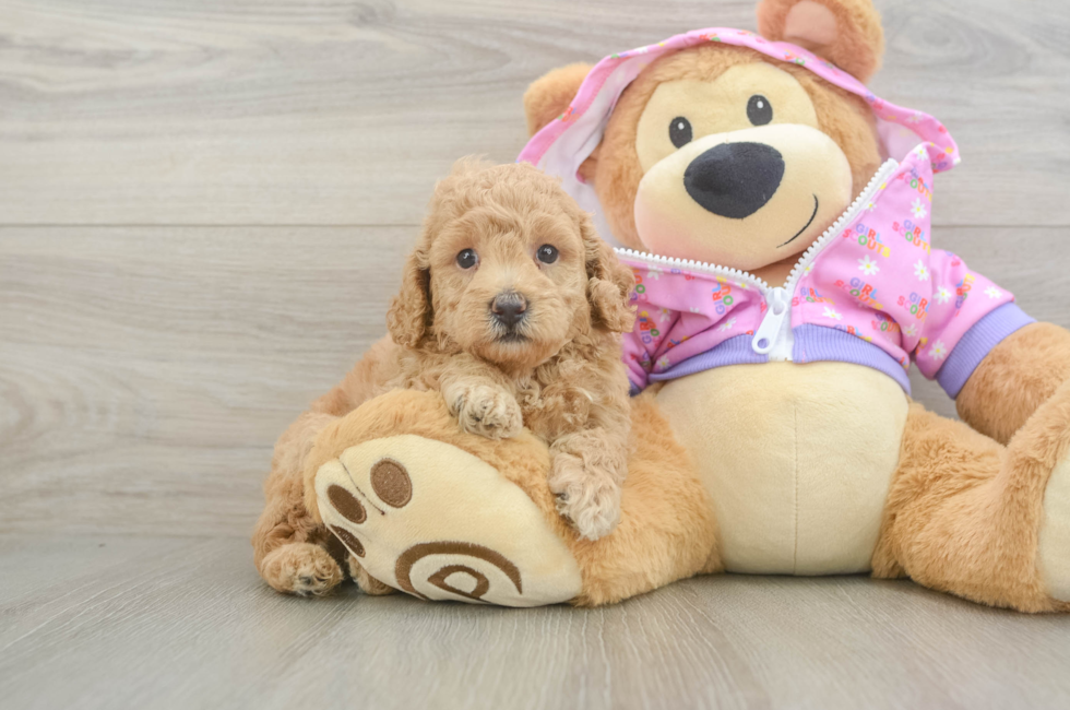 6 week old Poodle Puppy For Sale - Windy City Pups