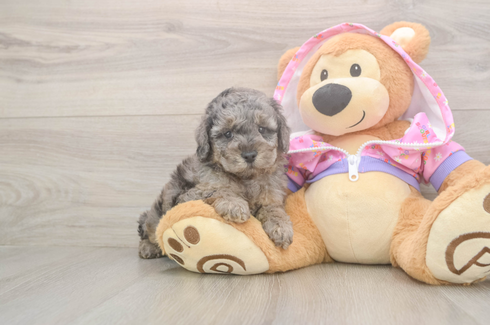 5 week old Poodle Puppy For Sale - Windy City Pups