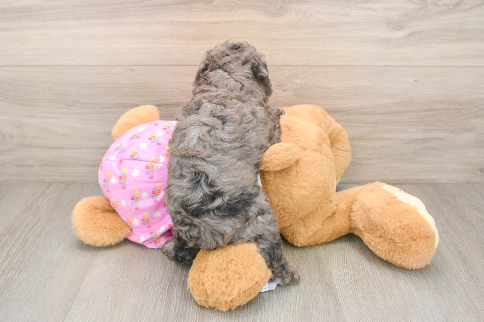 Poodle Pup Being Cute