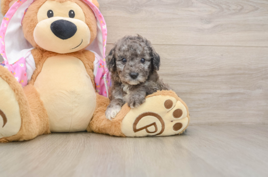 Hypoallergenic Poodle Baby