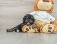 6 week old Poodle Puppy For Sale - Windy City Pups