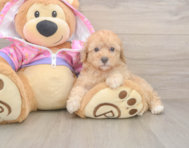 8 week old Poodle Puppy For Sale - Windy City Pups