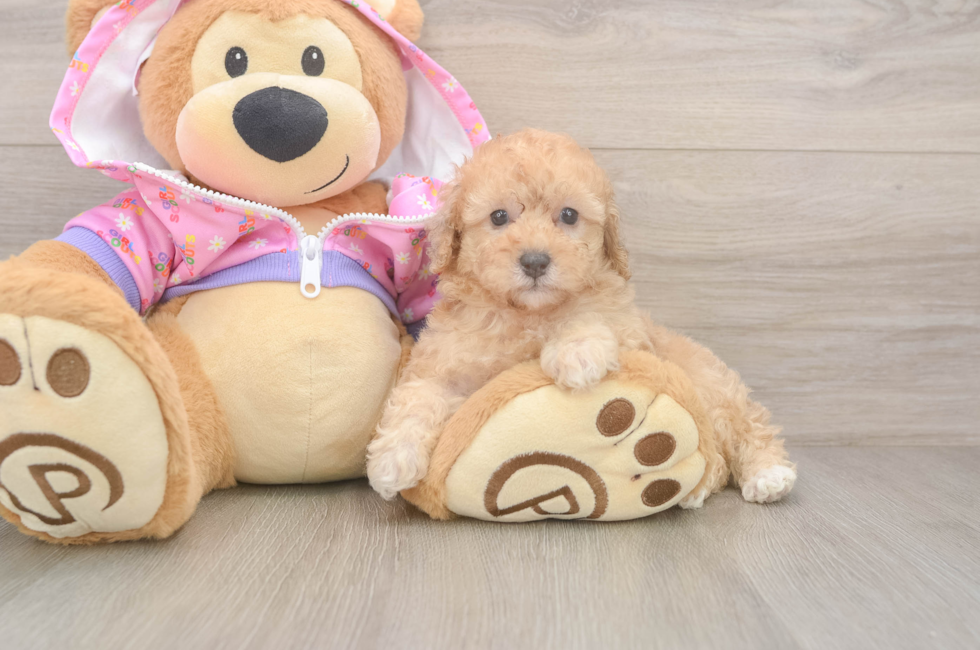 7 week old Poodle Puppy For Sale - Windy City Pups
