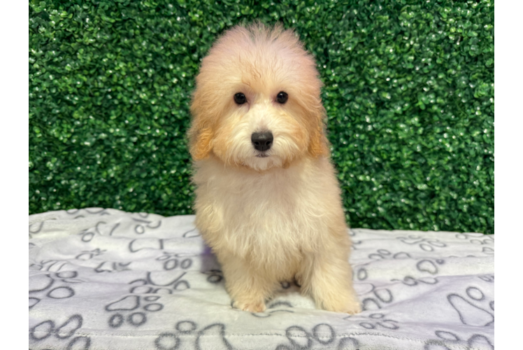 Poodle Puppy for Adoption