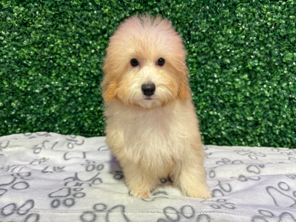 Poodle Puppy for Adoption