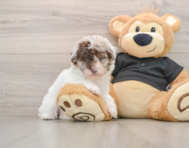 7 week old Poodle Puppy For Sale - Windy City Pups