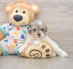 7 week old Poodle Puppy For Sale - Windy City Pups