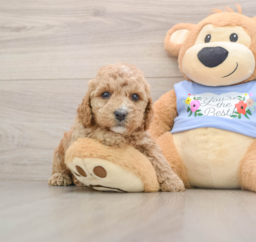 6 week old Poodle Puppy For Sale - Windy City Pups