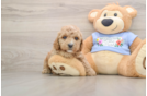 Best Poodle Baby