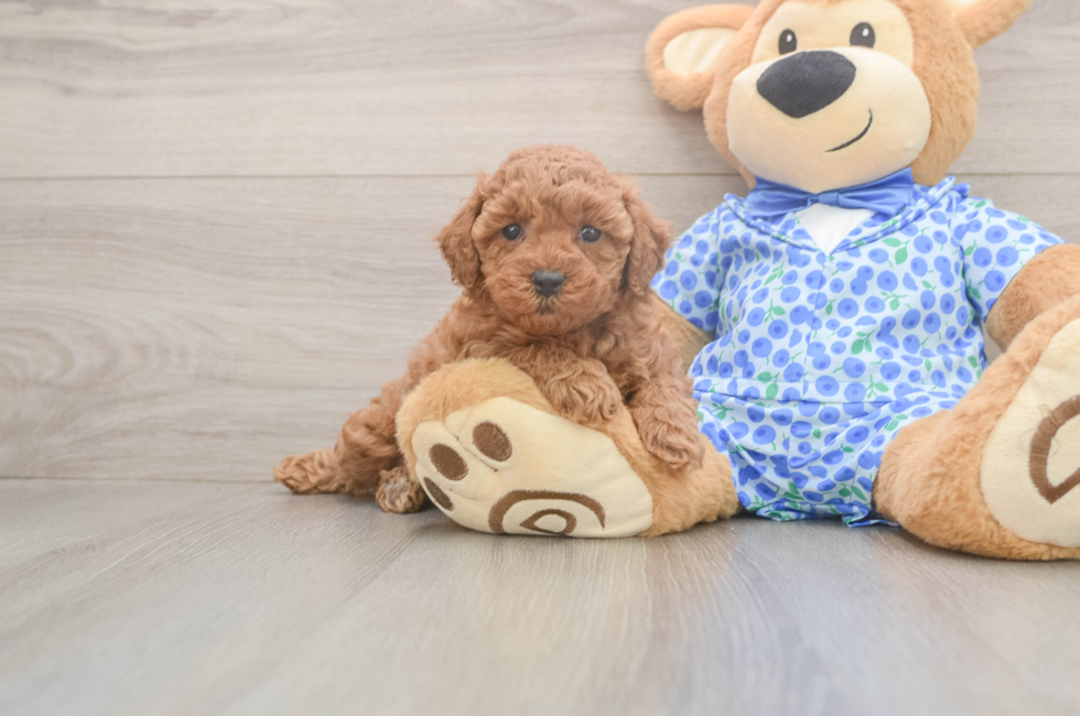 6 week old Poodle Puppy For Sale - Windy City Pups