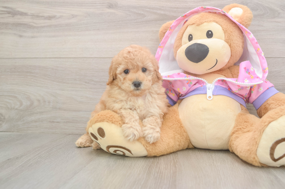 5 week old Poodle Puppy For Sale - Windy City Pups