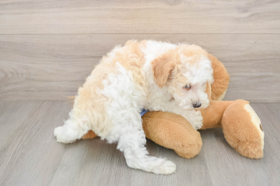 Poodle Pup Being Cute