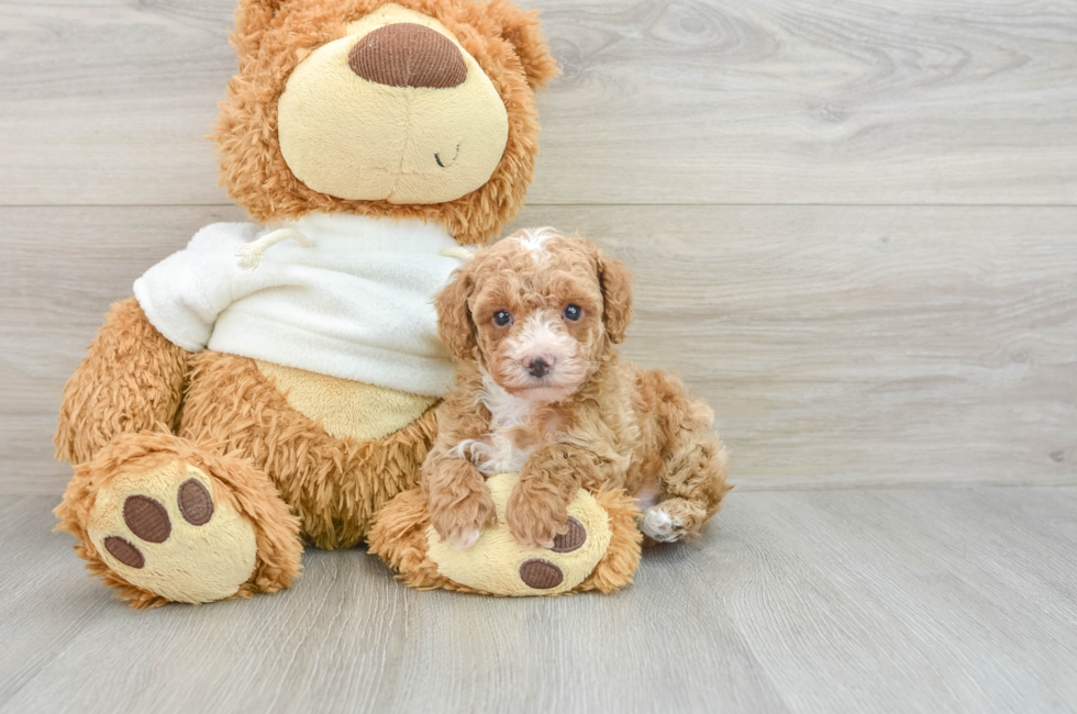 7 week old Poodle Puppy For Sale - Windy City Pups