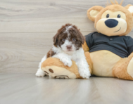 9 week old Poodle Puppy For Sale - Windy City Pups