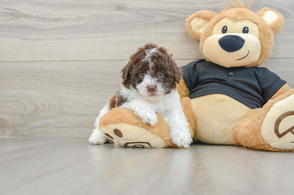 6 week old Poodle Puppy For Sale - Windy City Pups