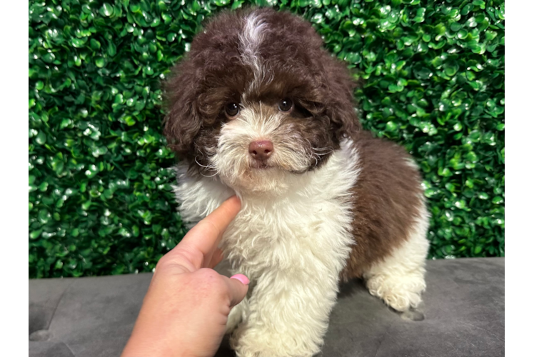 Cute Caniche Purebred Puppy